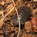 Plain Pill Woodlouse - Photo (c) rafael_carbonell, all rights reserved