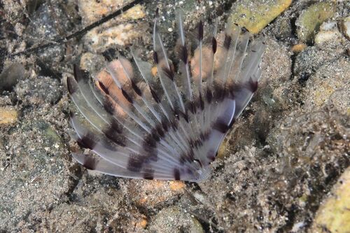 Peacock Worm - Photo (c) xavi salvador costa, some rights reserved (CC BY-NC)