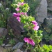 Malva arborea - Photo (c) Berta Companys, some rights reserved (CC BY-NC), uploaded by Berta Companys