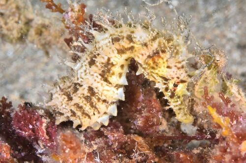 Seahorses - Photo (c) xavi salvador costa, some rights reserved (CC BY-NC)