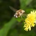 Greater Bee Flies - Photo (c) Vicenç Roig Vidal, some rights reserved (CC BY-NC), uploaded by Vicenç Roig Vidal