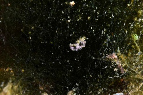 Elysia - Photo (c) xavi salvador costa, some rights reserved (CC BY-NC)