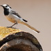 White Wagtail - Photo (c) Vicenç Roig Vidal, some rights reserved (CC BY-NC), uploaded by Vicenç Roig Vidal