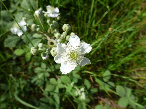 Rubus canescens - Photo (c) Helena, some rights reserved (CC BY-NC)