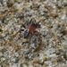 Amphiledorus balnearius - Photo (c) mediambient_ajelprat, some rights reserved (CC BY-NC), uploaded by mediambient_ajelprat