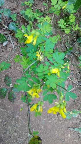 Bird's-foot Trefoils and Deervetches - Photo (c) Helena, some rights reserved (CC BY-NC)