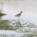 Black-bellied Plover - Photo (c) Jaume Piera, some rights reserved (CC BY-NC), uploaded by Jaume Piera