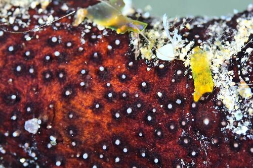 White Spot Cucumber - Photo (c) xavi salvador costa, some rights reserved (CC BY-NC)