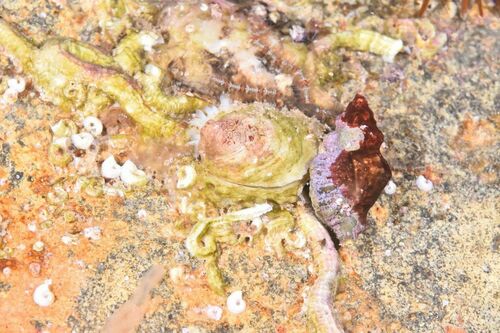 Ocenebra - Photo (c) xavi salvador costa, some rights reserved (CC BY-NC)