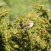 Red-backed Shrike - Photo (c) mestralet, some rights reserved (CC BY-NC), uploaded by mestralet