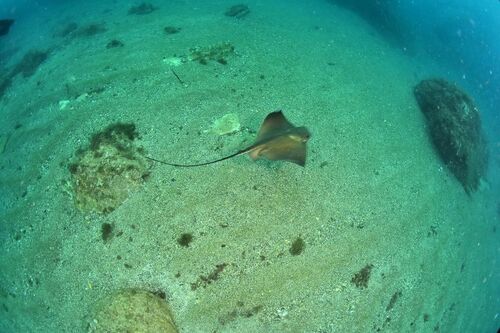 Eagle Rays - Photo (c) xavi salvador costa, some rights reserved (CC BY-NC)