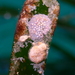 Hydrolithon farinosum - Photo (c) gregoribdn, some rights reserved (CC BY-NC)