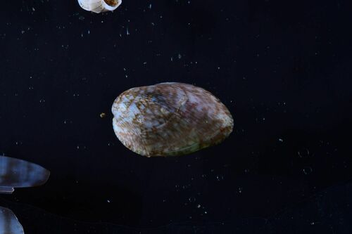 Marbled Mussel - Photo (c) xavi salvador costa, some rights reserved (CC BY-NC)