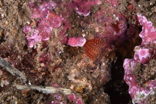 Protula intestinum - Photo (c) xavi salvador costa, some rights reserved (CC BY-NC)