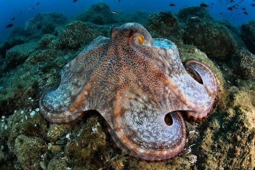 Cephalopods - Photo (c) xavi salvador costa, some rights reserved (CC BY-NC)