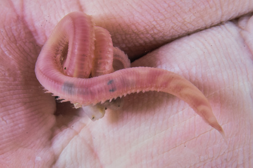 Andean Silverspot - Photo (c) xavi salvador costa, some rights reserved (CC BY-NC)