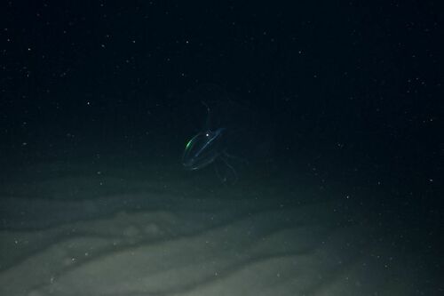 Sea Walnut - Photo (c) xavi salvador costa, some rights reserved (CC BY-NC)