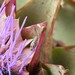 Banded Burdock Fly - Photo (c) Vicenç Roig Vidal, some rights reserved (CC BY-NC), uploaded by Vicenç Roig Vidal