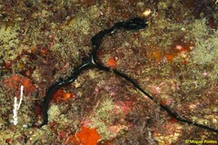 Green Spoonworm - Photo (c) Miquel Pontes, some rights reserved (CC BY-NC-SA), uploaded by Miquel Pontes