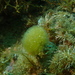 Sphacelaria tribuloides - Photo (c) Guillermo Alvarez Lerma, some rights reserved (CC BY-NC), uploaded by Guillermo Alvarez Lerma