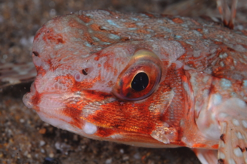 Flying Gurnard - Photo (c) xavi salvador costa, some rights reserved (CC BY-NC)