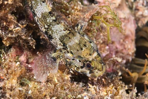 Gobius paganellus - Photo (c) xavi salvador costa, some rights reserved (CC BY-NC)