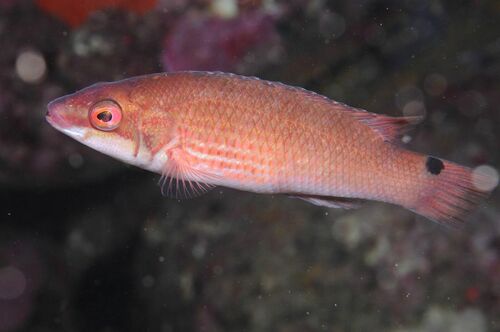 Goldsinny Wrasse - Photo (c) xavi salvador costa, some rights reserved (CC BY-NC)