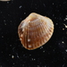 Angled Cockle - Photo (c) xavi salvador costa, some rights reserved (CC BY-NC), uploaded by xavi salvador costa