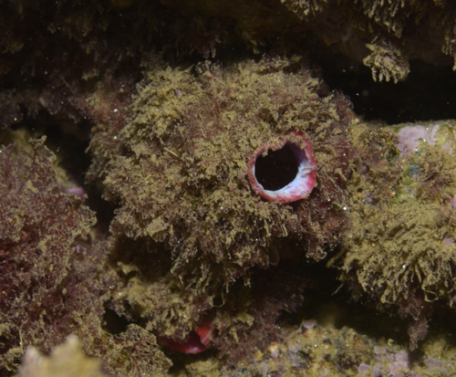 Pyura - Photo (c) oriol_d, all rights reserved