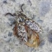 Polyphylla fullo - Photo (c) xavi salvador costa, some rights reserved (CC BY-NC), uploaded by xavi salvador costa