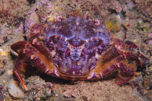 Wrinkled Swimming Crab - Photo (c) xavi salvador costa, some rights reserved (CC BY-NC)