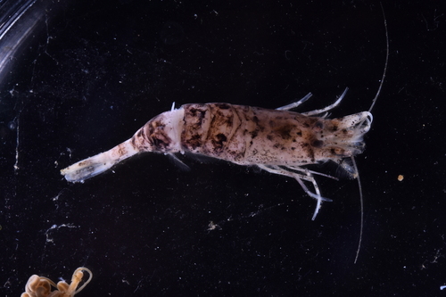 Sand Shrimp - Photo (c) xavi salvador costa, some rights reserved (CC BY-NC)