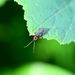 Rustic Sailor Beetle - Photo (c) xavi salvador costa, some rights reserved (CC BY-NC), uploaded by xavi salvador costa