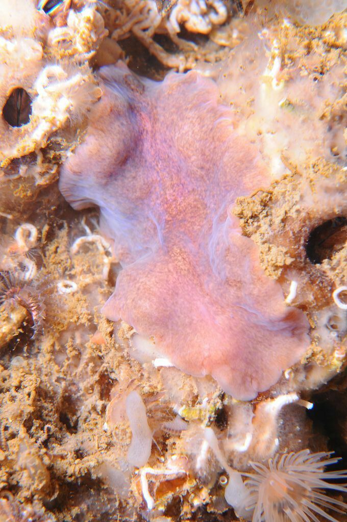 Stylochus mediterranea - Photo (c) xavi salvador costa, some rights reserved (CC BY-NC)