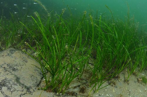 Eelgrass - Photo (c) xavi salvador costa, some rights reserved (CC BY-NC)