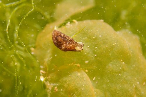 Black Limapontia - Photo (c) xavi salvador costa, some rights reserved (CC BY-NC)