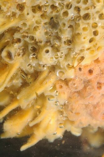 Halichondria bowerbanki - Photo (c) xavi salvador costa, some rights reserved (CC BY-NC)