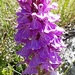 Dactylorhiza elata - Photo (c) Helena, some rights reserved (CC BY-NC), uploaded by Helena