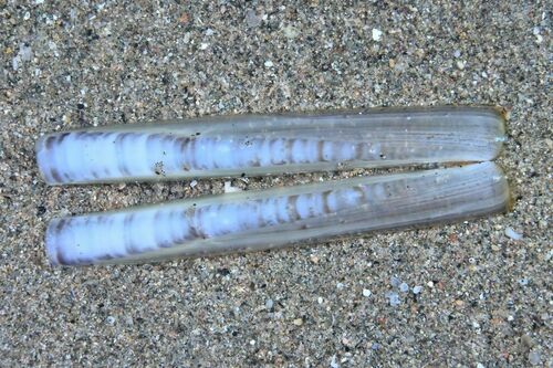 Grooved Razor Shell - Photo (c) xavi salvador costa, some rights reserved (CC BY-NC)