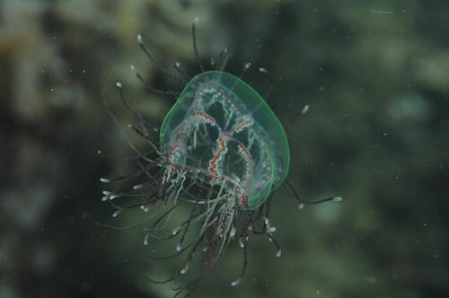 Cigar Jelly - Photo (c) xavi salvador costa, some rights reserved (CC BY-NC)