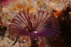 Acromegalomma vesiculosum - Photo (c) xavi salvador costa, some rights reserved (CC BY-NC)