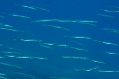 Mediterranean Sand Eel - Photo (c) xavi salvador costa, some rights reserved (CC BY-NC)