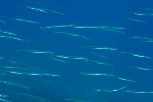 Mediterranean Sand Eel - Photo (c) xavi salvador costa, some rights reserved (CC BY-NC)