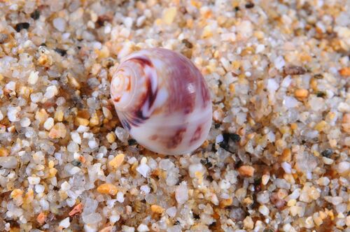Alder's Necklace Shell - Photo (c) xavi salvador costa, some rights reserved (CC BY-NC)