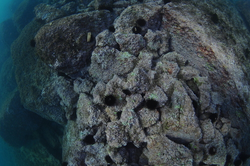 Neogoniolithon - Photo (c) xavi salvador costa, some rights reserved (CC BY-NC)