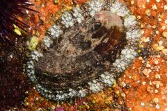 Green Ormer - Photo (c) xavi salvador costa, some rights reserved (CC BY-NC), uploaded by xavi salvador costa