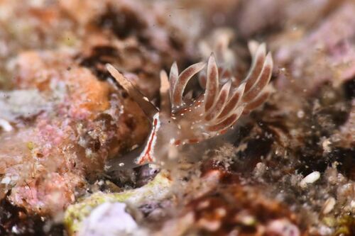 Facelina rubrovittata - Photo (c) xavi salvador costa, some rights reserved (CC BY-NC)