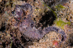 Bigbelly Seahorse - Photo (c) xavi salvador costa, some rights reserved (CC BY-NC)