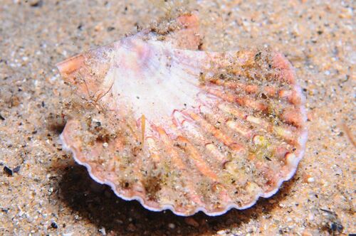 pilgrim-s-scallop-pecten-jacobaeus-minka