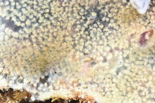 Overgrowing Tunicates - Photo (c) xavi salvador costa, some rights reserved (CC BY-NC)